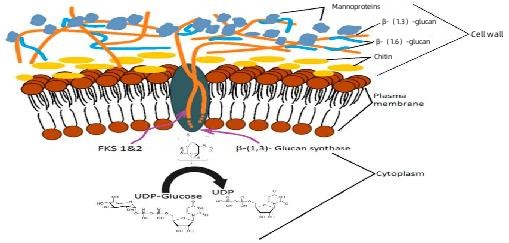 the source of yeast beta glucan