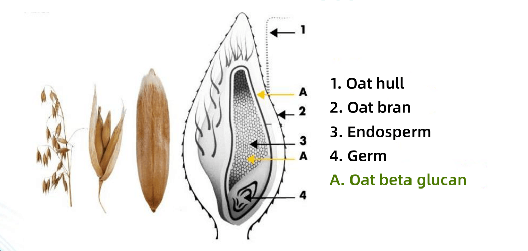 Sources_of_oat_beta_glucan