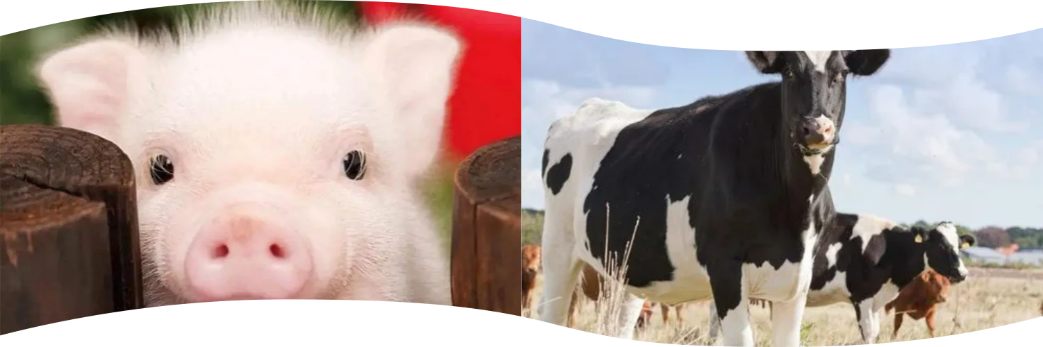 Functional Activity of Yeast Polysaccharides and Their Application in Animal Production
