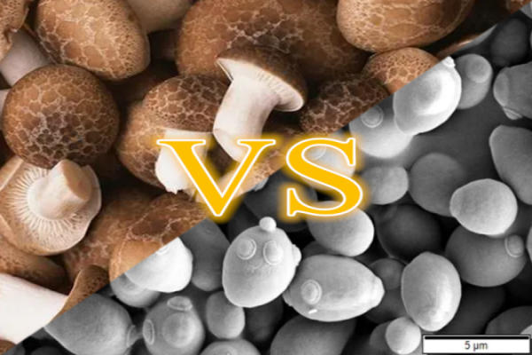 yeast beta glucan VS mushroom beta glucan_副本