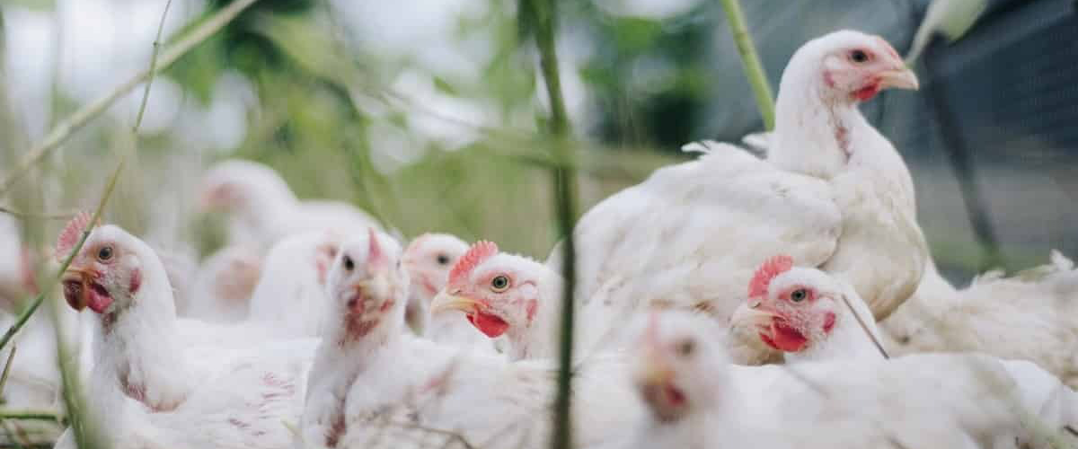 poultry-