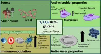 1.3,1.6 beta glucan