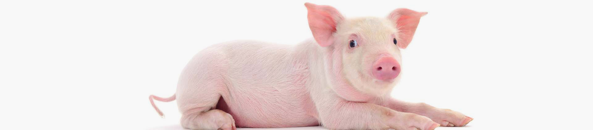 pig