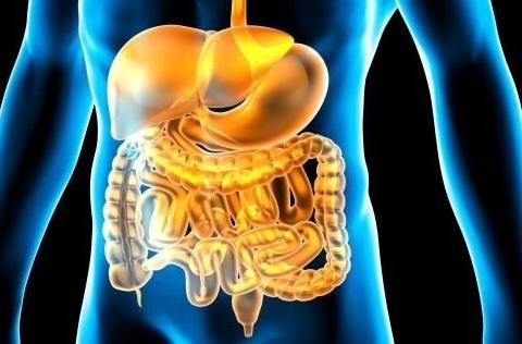 Intestinal health