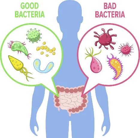Superfoods for Healthy Gut Bacteria