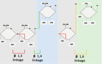 beta glucan structure