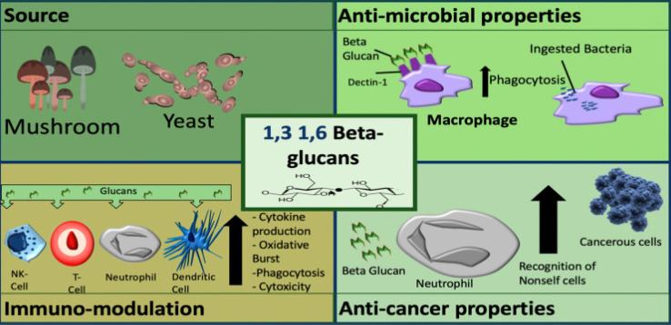 Beta glucan extracted from fungi and yeast