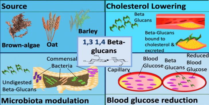 Beta glucan extracted from barley, oats and brown algae