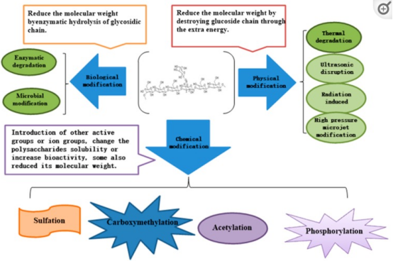 Advances in Research Yeast on Beta-Glucan Modification