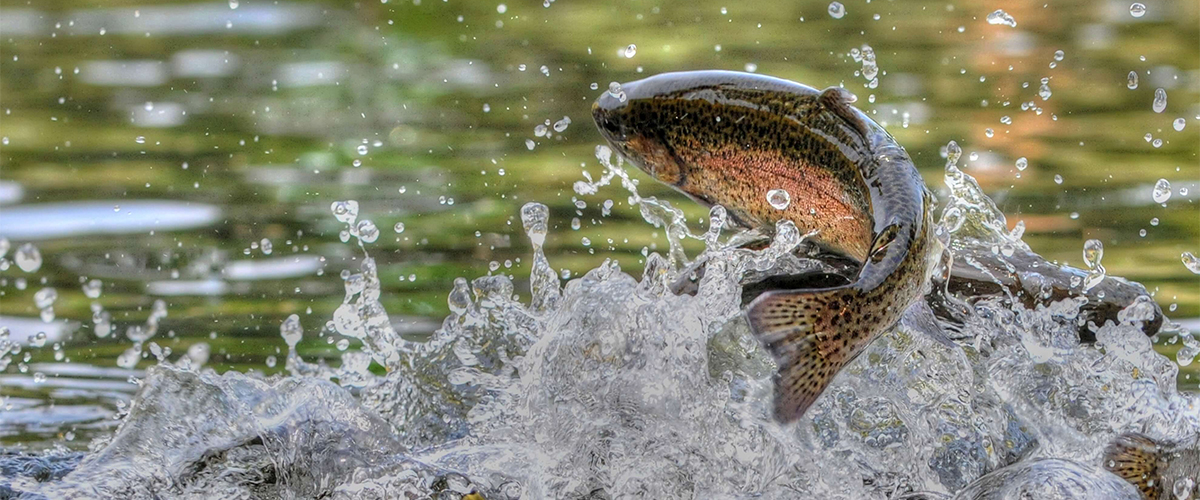 AQUACULTURE-