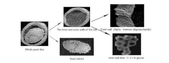 Yeast beta glucan extraction